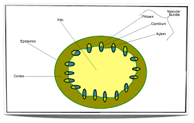 It acts as a storage for food, starch, latex, fats, etc. Ib Biology Notes 9 1 Plant Structure And Growth