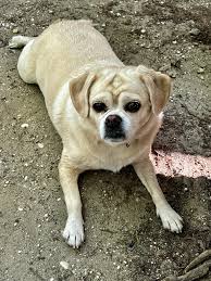 Image result for puggle
