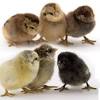 Ameraucana hens are sweet and personable; 3