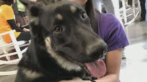 Biden pays emotional tribute after dog champ dies. Build Bark Better Joe Biden Presidency To See Dogs Return To White House National Globalnews Ca