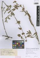 Image result for Tephrosia interrupta