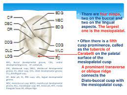 The mesial surface of the first incisor is next to the median plane; Morphology Of Individual Deciduous Teeth Ppt Download