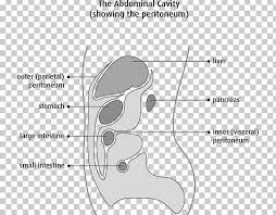 Mesothelial cells isolated from effluents in dialysis fluid from patients undergoing continuous ambulatory peritoneal dialysis were . Peritoneum Mesothelium Peritoneal Mesothelioma Peritonitis Cancer Png Clipart Angle Area Ascites Hand Head Free Png Download
