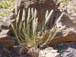 Image result for Enneapogon desvauxii