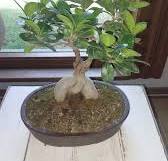 Bought my first Ficus Microcarpa bonsai tree 3 weeks ago and ...