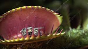 Check spelling or type a new query. Venus Flytrap Catching A Fly Stock Video Clip K004 1963 Science Photo Library