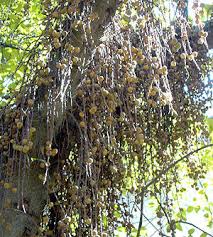 Image result for Ficus pseudomangifera