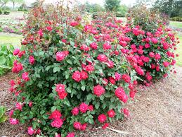 Carefree wonder | shrub rose. Knock Out Roses Can Be Pruned Too