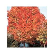 Acer rubrum, the red maple, also known as swamp, water or soft maple, is one of the most common and widespread deciduous trees of eastern and central north america.the u.s. Caddo Florida Maple Finegardening