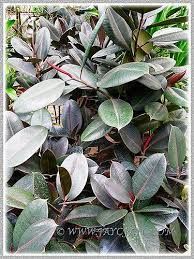 Dark Foliage Of Ficus Elastica Black Prince Ficus Elastica Ficus Plant Leaves