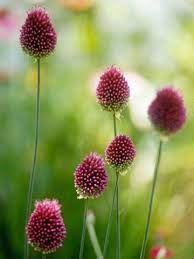 16 Of The Prettiest Allium Varieties To Plant In Your Garden Bulb Flowers Beautiful Blooms Water Features In The Garden