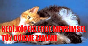 Kedi Kopeklerde Mevsimsel Tuy Dokme Zamani Arifiye Haber