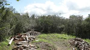 Image result for Chassalia umbraticola