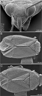Here are some miscellaneous rooms renovated, showcasing different project location: Revision And Phylogenetic Analysis Of The North American Genus Slaterocoris Wagner With New Synonymy The Description Of Five New Species And A New Genus From Mexico And A Review Of The Genus