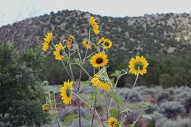 Sep 14, 2018 · the mojave desert is a national treasure. Free Images Snappygoat Com Bestof Ilfeld Auditorium Las Vegas Nm From Se 1 Jpg Las Vegas New Mexico View Is From The Southeast The Auditorium Faces Southwest 2012 02 14 Own Ammodramus