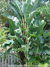 (leaves will be killed), although even temperatures just below. White Bird Of Paradise