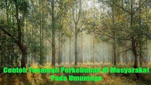 16 Contoh Tanaman Perkebunan Di Masyarakat Pada Umumnya Dosenpertanian Com