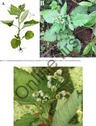 Image result for Dichrocephala