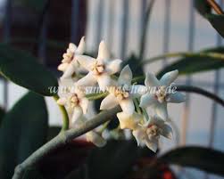 What should the temperature be for hoya australis? Hoya Australis R Brown Ex Trail 1830 Simones Hoyas