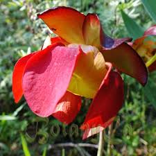 Image result for Nesaea linearis