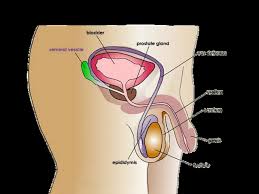 DUNIA REMAJAKU SEHAT DAN INDAH (DAKU SEHATI
