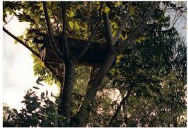 Image result for Mikaniopsis usambarensis