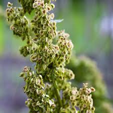 Image result for Atriplex halimus