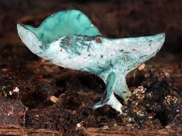 Image result for Scleria chlorocalyx