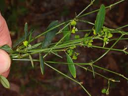 Image result for Euphorbia graminea