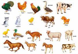 Animals that start with u | facts & pictures. Quotes About Animal Domestication 23 Quotes