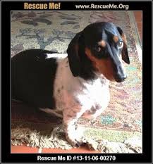 Chihuahua mixes brother and sister hank and cleo were adopted through wdcr 4 years ago as puppies near longmont, colorado after escaping a flood in texas. Colorado Dachshund Rescue Adoptions Rescueme Org Dachshund Rescue Dachshund Dachshund Dog