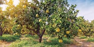 The proliferation of portable trees—grafted onto dwarf rootstock—makes it possible for almost anyone to grow a lemon, lime, or kumquat without having a large space. Growing Citrus Plants Bunnings Warehouse