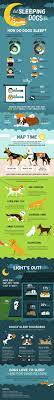 Why Fido Needs More Sleep Than A Human Daily Infographic
