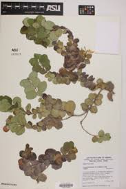 Image result for Carissa praetermissa