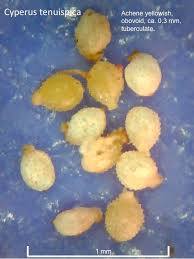 Image result for Cyperus tenuispica