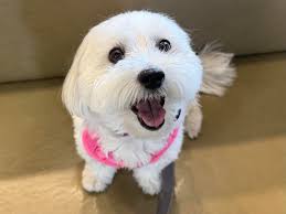 A duck has taken up residence in a bush