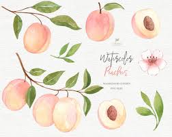 Peaches Watercolor Clipart Summer Peaches Clipart Peach Etsy Watercolor Clipart Peach Art Clip Art