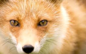 Mind Blowing Fox Hd Wallpaper For Download Fox Images Fox Wall Art Fox Pictures