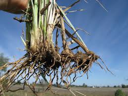 Image result for Panicum coloratum