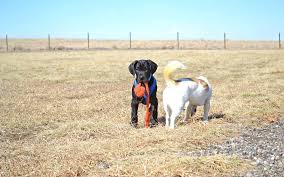 Young Puppy Socialization In The Time Of Covid 19 Dog Defined