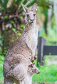 Things To Do In Carnarvorn Gorge National Park Queensland Wow Beauty Animals Animals Beautiful Animal Atlas