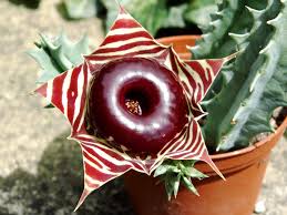 Image result for Huernia levyi
