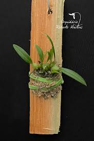 Image result for Bulbophyllum intertextum