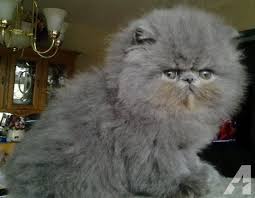 Blue Persian Male Kitten For Sale Kitten For Sale Persian Kittens For Sale Persian Kittens