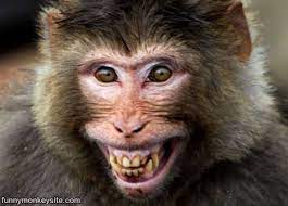 monkey smiling funny monkey pictures monkeys funny funny monkey pictures monkey smiling