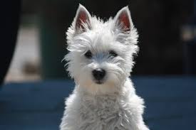 Les Races De Chiens De Petite Taille La Liste Complete Wk Vet Fr