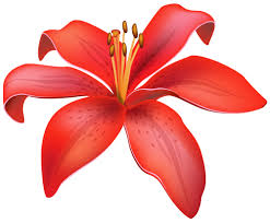 Red Lily Flower Png Clipart Red Lily Flower Botanical Flowers Lily Flower