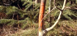 Maybe you would like to learn more about one of these? Aspens Turning Orange It S Cytospora Canker Lam Tree Service