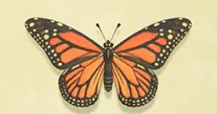 We did not find results for: Acnh Monarch Butterfly How To Catch Price Animal Crossing Gamewith