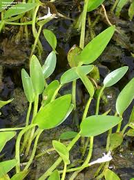 Image result for Heteranthera